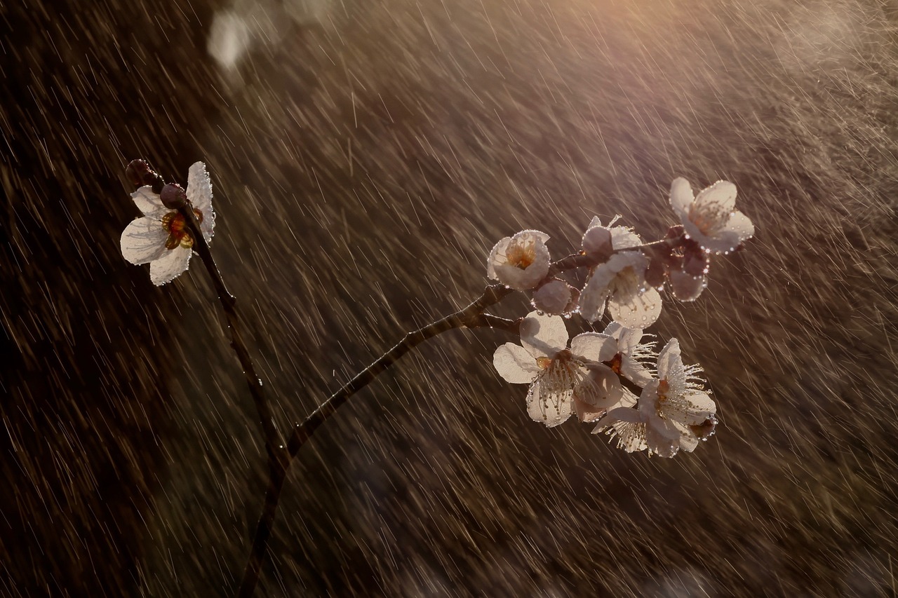 Rain AI wellness environment